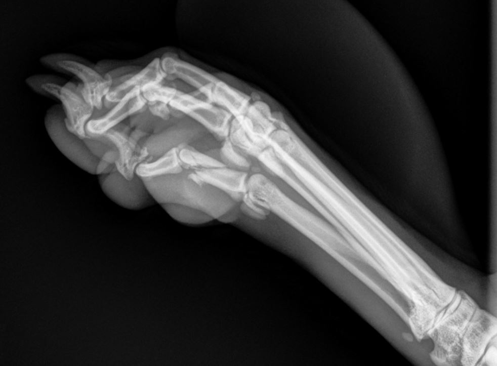 Does A Dog Need To Be Sedated For An X Ray